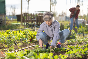 Hardworking mature female farmer shaping soil, removing weeds with little hoe during season of...