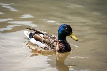 Male mallard duck (Anas platyrhynchos) on Black Lake in Durmitor National Park, in Zabljak, Montenegro