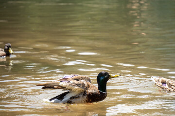 Male mallard duck (Anas platyrhynchos) with its wings extended on Black Lake in Durmitor National Park, in Zabljak, Montenegro