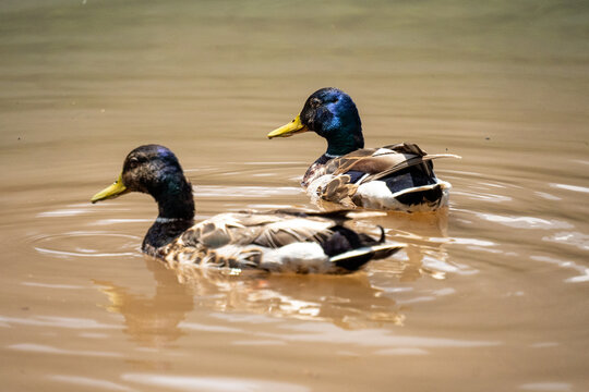 Male mallard ducks (Anas platyrhynchos) on Black Lake in Durmitor National Park, in Zabljak, Montenegro - Powered by Adobe