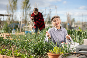Positive mature female grandmother harvesting green onions against granddaughter digging vegetable...