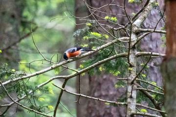 Eurasian bullfinch (Pyrrhula pyrrhula) perched in a tree in Zabljak, Montenegro