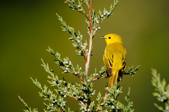 Yellow Warbler in Juniper