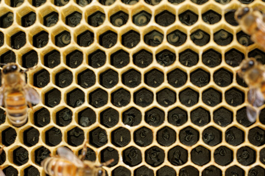 Honey Bee Eggs and Larvae