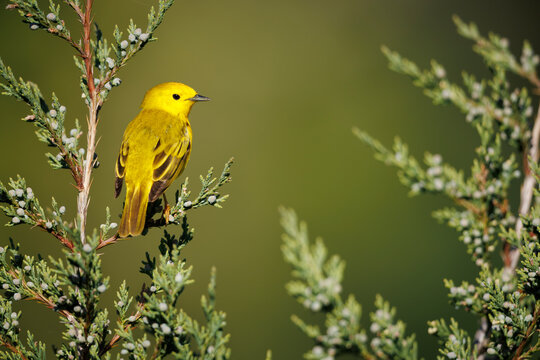 Yellow Warbler in perched in Juniper