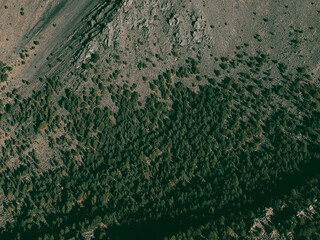 Alpine treeline of Pinus hartwegii in Pico de Orizaba National Park, marking the upper forest limit before alpine tundra, thriving in extreme high-altitude conditions