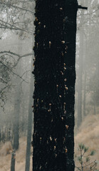 Tree infested by Dendroctonus adjunctus, a destructive bark beetle causing severe damage to conifer...