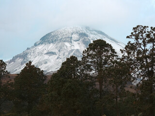 Alpine treeline of Pinus hartwegii in Pico de Orizaba National Park, marking the upper forest limit before alpine tundra, thriving in extreme high-altitude conditions