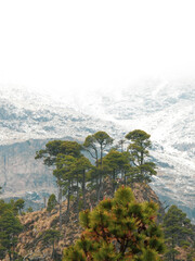 Alpine treeline of Pinus hartwegii in Pico de Orizaba National Park, marking the upper forest limit before alpine tundra, thriving in extreme high-altitude conditions