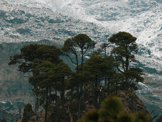 Alpine treeline of Pinus hartwegii in Pico de Orizaba National Park, marking the upper forest limit before alpine tundra, thriving in extreme high-altitude conditions