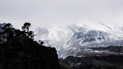 Alpine treeline of Pinus hartwegii in Pico de Orizaba National Park, marking the upper forest limit before alpine tundra, thriving in extreme high-altitude conditions