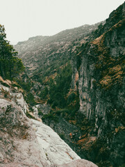Forests of Pinus hartwegii, the world’s highest-altitude pine, thriving up to 4,200 m in Mexico’s mountains, vital for water capture, biodiversity, and alpine ecosystem resilience.