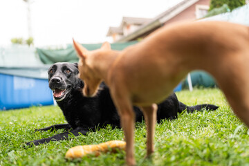 Black labrador and small brown dog playing in the garden