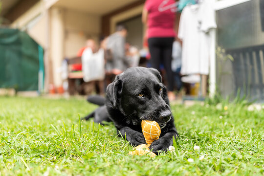 Black labrador retriever chewing toy in the garden