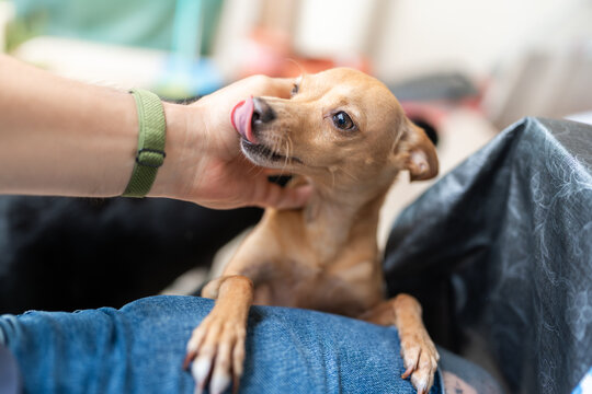 Small brown dog licking owner's hand while sitting on lap
