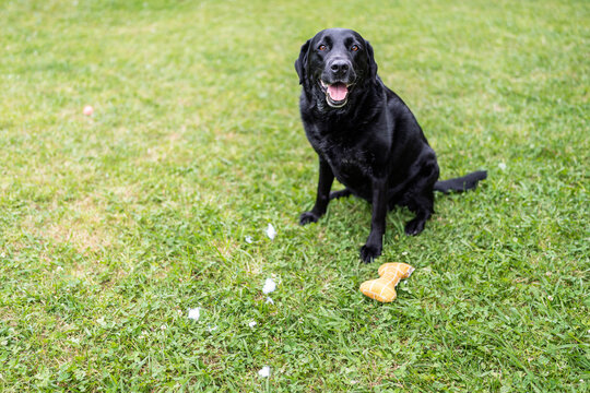 Black labrador dog ripping up a toy and sitting on grass