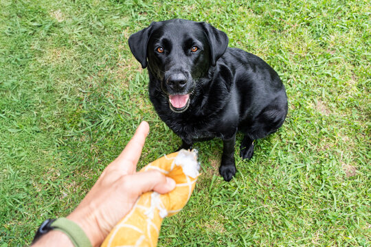 Black labrador retriever dog breaking a toy on grass