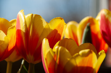 A close-up of several colorful tulips, with yellow and red petals and green stems, set against a...
