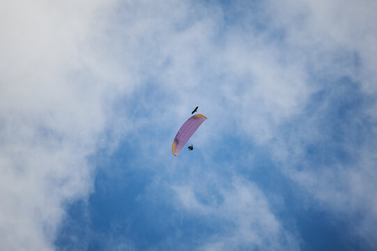 Paraglider and bird soaring in the sky