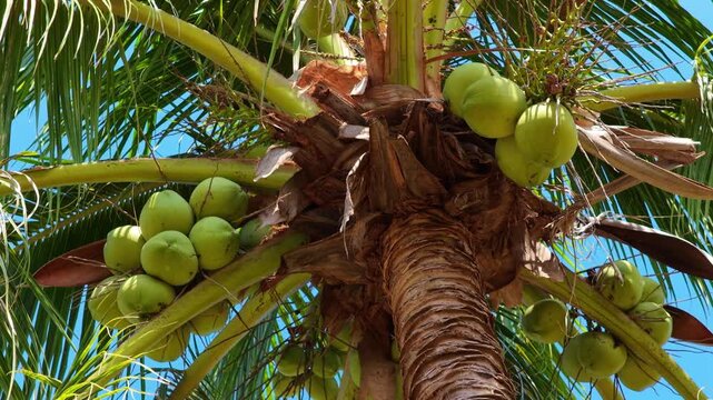 Coconut palm trees