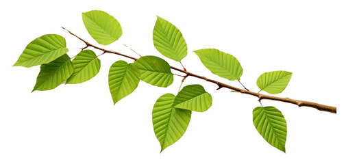 PNG Beech leaves tree branch plant.