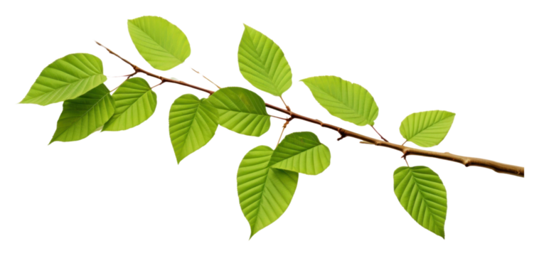 PNG Beech leaves tree branch plant.