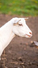 Obraz premium White goat profile farm animal