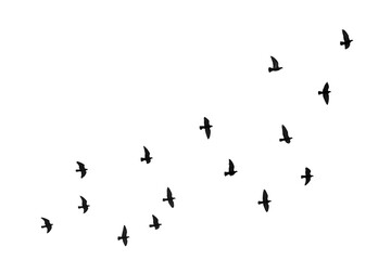 Fototapeta premium Flying Birds Silhouette on White Background