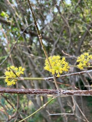 春に咲く黄色の花