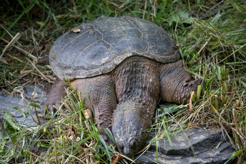 A large Common Snapping Turtle (Chelydra serpentina) walking through grass