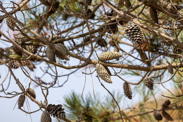 Pine cones hanging from branches against blue sky in sunny day
