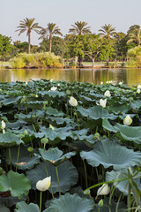 Ramat Gan National Park, Israel. 9 Aug 2025. Lotus flowers and lily pads floating on the tranquil lake with palm trees in the background