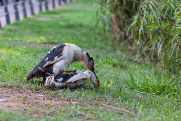 Muscovy ducks mating on a grassy field in a park on a sunny day