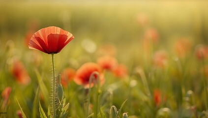 Naklejka premium Sunlit Poppy: A Detailed Wildflower
