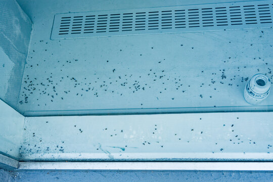 White window sill with dead insects and ventilation grille nearby