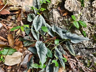 Alocasia Reversa Grows on Limestone