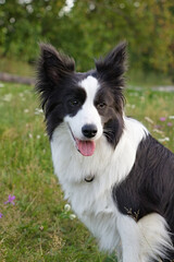 Border Collie dog sitting on meadow with tongue out and ears up, looking at camera in daylight. Ideal for pet care themes, dog breed promotion, and outdoor canine photography references.
