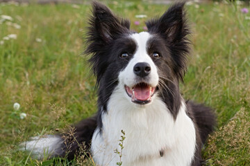 Border Collie dog sitting in meadow with green grass and wildflowers, looking at camera with tongue out. Perfect for pet portraits, canine breed showcases, and outdoor nature photography.