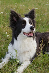 Border Collie dog sitting on meadow with tongue out and ears up, looking at camera in daylight. Ideal for pet care themes, dog breed promotion, and outdoor canine photography references.