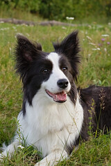 Border Collie dog sitting on meadow with tongue out and ears up, looking at camera in daylight. Ideal for pet care themes, dog breed promotion, and outdoor canine photography references.