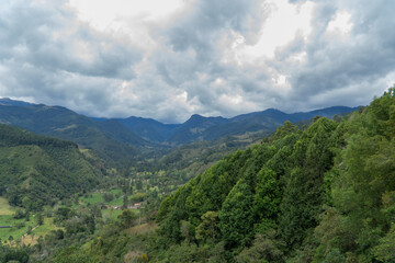 Valle de Cocora - Salento