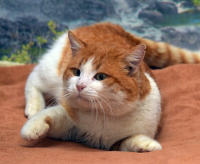 A large ginger and white cat lies on a soft brown blanket, slightly raised on his front paws. 