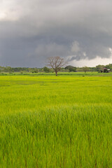 A wide lush green rice field stretching to the horizon, featuring one prominent dead tree as the focal point under natural daylight