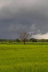 A wide lush green rice field stretching to the horizon, featuring one prominent dead tree as the focal point under natural daylight