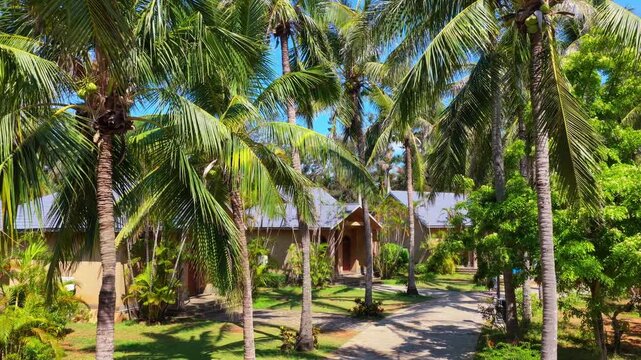 Coconut palm trees