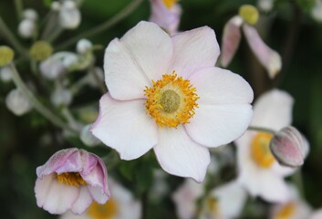 Close-up of a beautiful white anemone flower. White flowers with a yellow center on a dark green background. Beautiful floral background of a summer garden. Gardening. Flowers. Anemone. White flower.