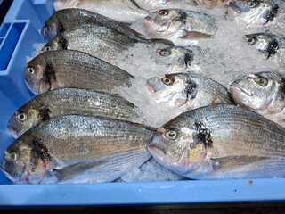 Fresh dorado on ice displayed at a supermarket fish department during a busy shopping day