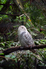 Grey owl