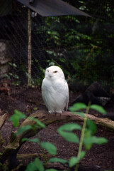 White owl on a branch