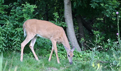 Grazing White-tailed Doe